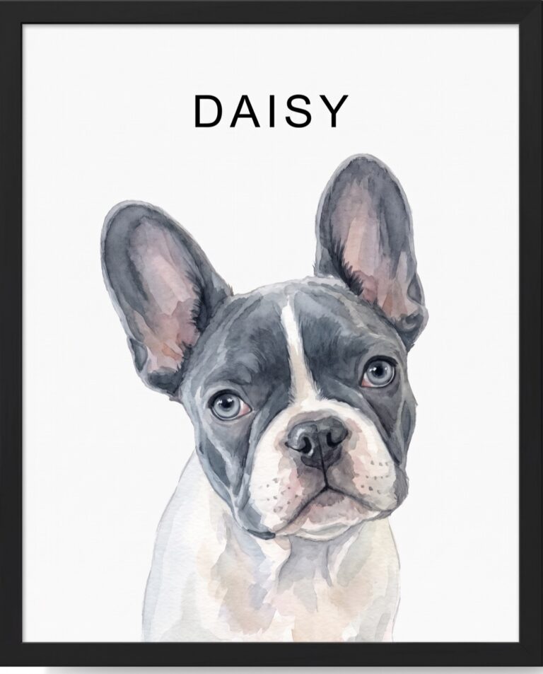 Watercolour portrait of Daisy, a blue-grey and white French bulldog, in a black frame